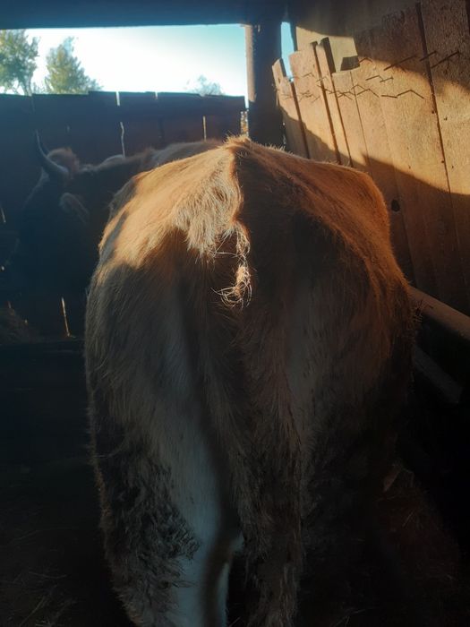 Vând vitea de 2 ani pt .abator .