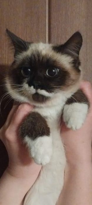 Котенок сиамский, возраст 3 месяца