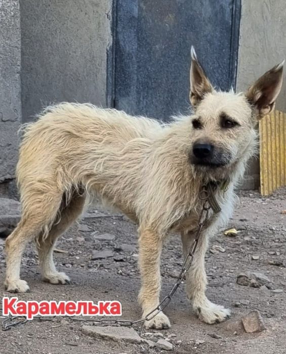 Дарю в добрые и ответственные руки