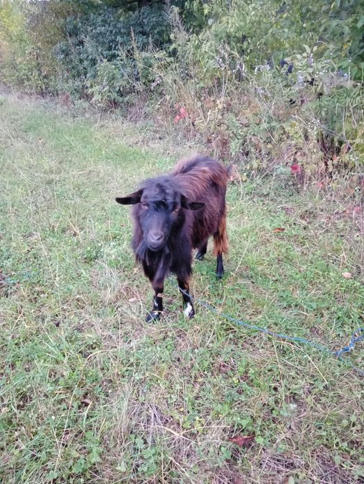 Vând capra și țap de doi ani .Mai multe detali in privat