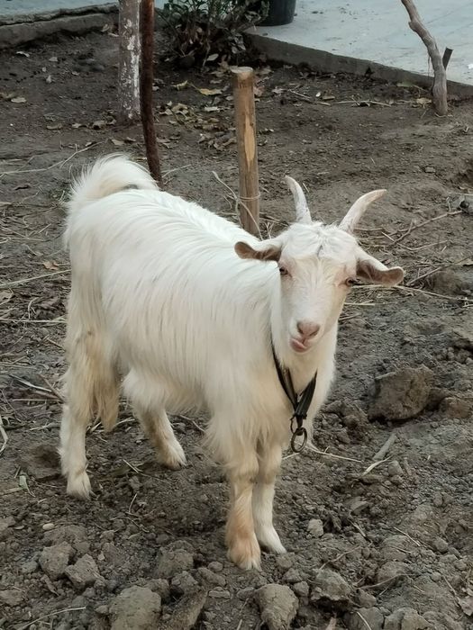 Эчки россиски сотилади