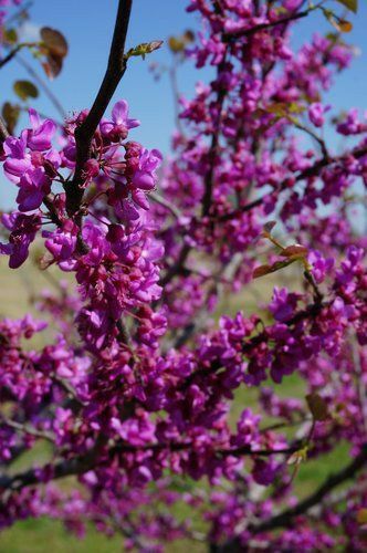 Pomi Ornamentali  cercis oklahoma