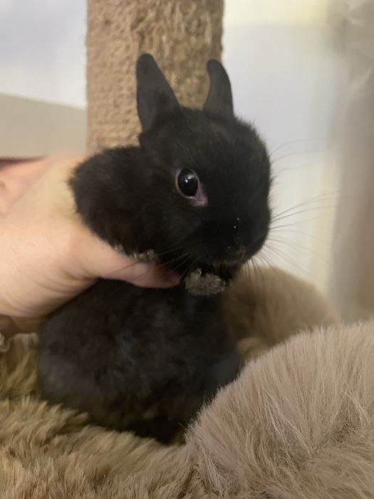 Карликовый кролик