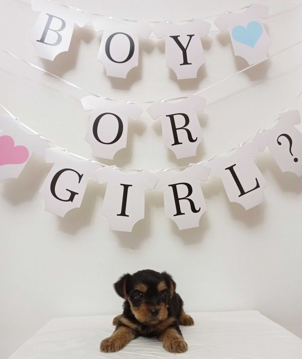 Catelus Yorkshire Terrier