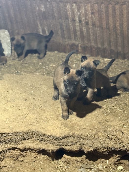 Белгийски малиноа