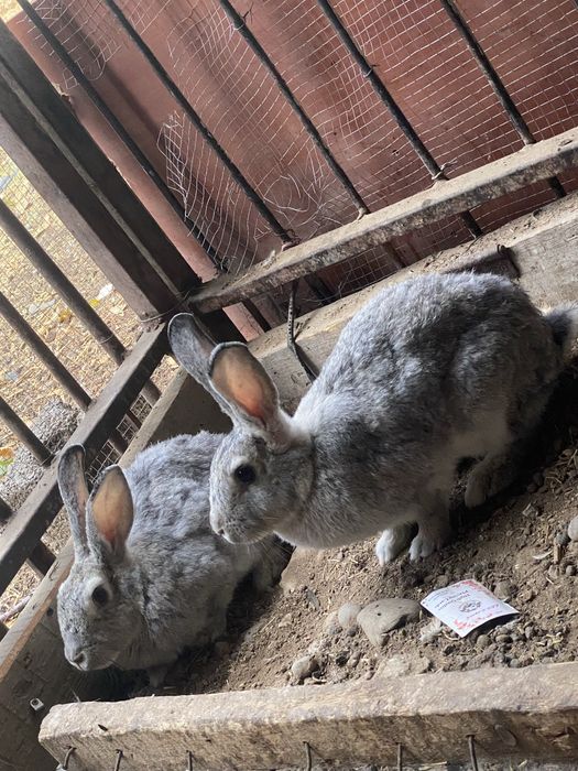 Продам кролика 4 штук 1 самец 3 самки