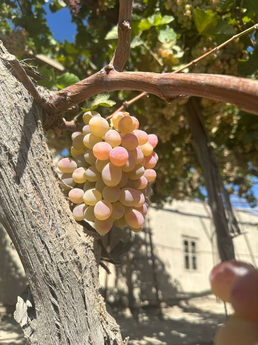 Uzum Toyfi Domashniy