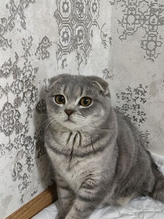 Scotish fold ugil bola