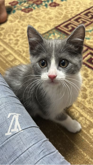 Мынау мысык сатам корм туалетымен 5к