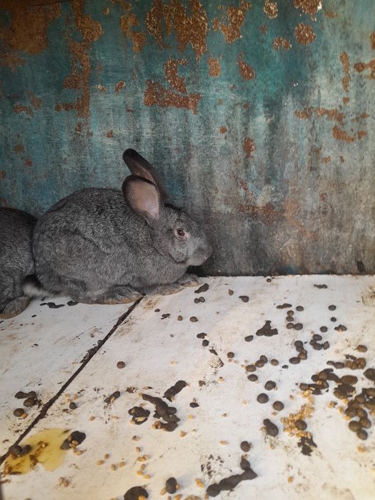 Продам кролик продаю