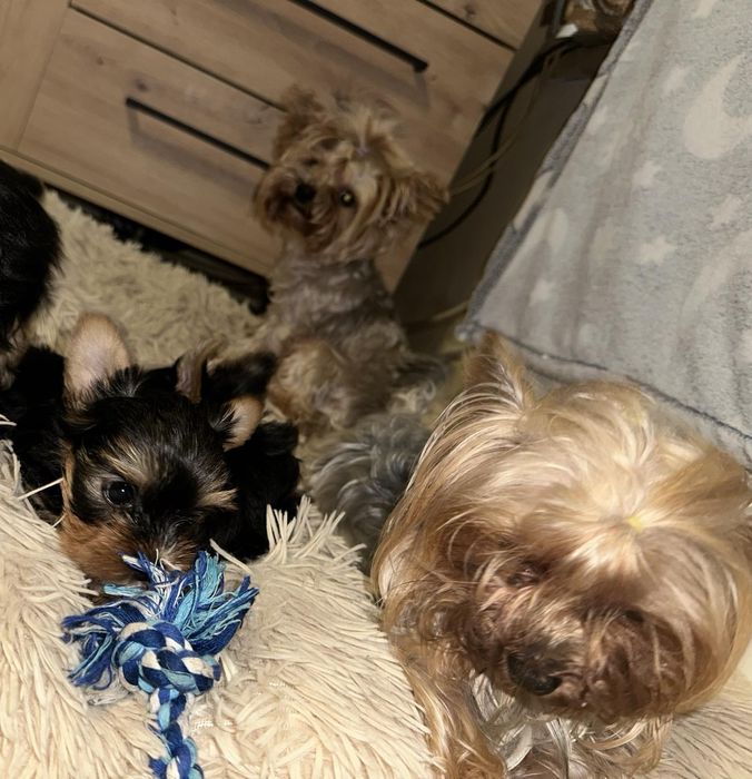 Йоркшерски териер Мини момиченца