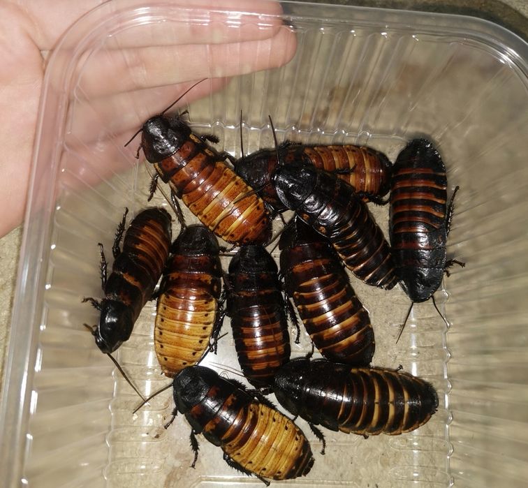 Мадагаскарские таракана