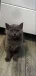 Pisica  british shorthair
