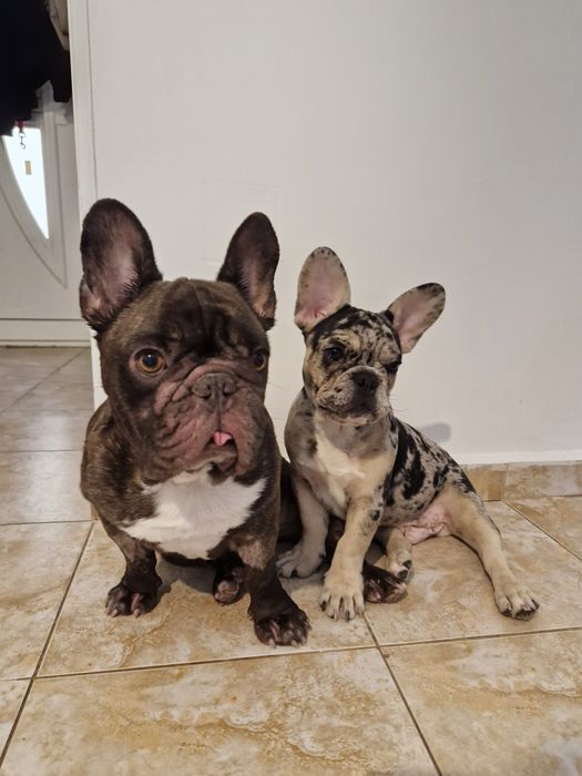 Pet sitter/ Cazare animale de companie