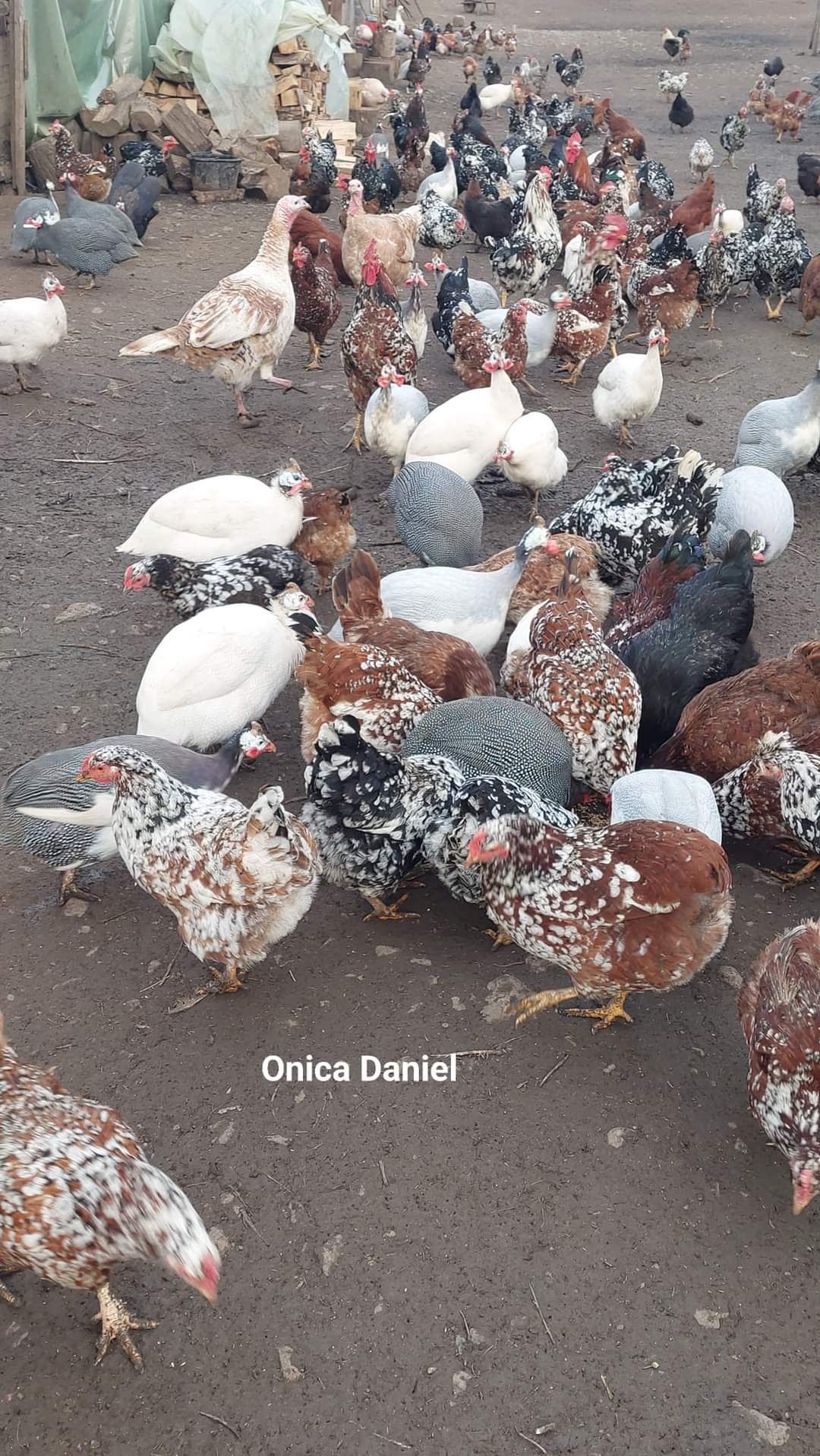 Oua de gaini românești colorate linia Onica Daniel, nu sunt pita pinta