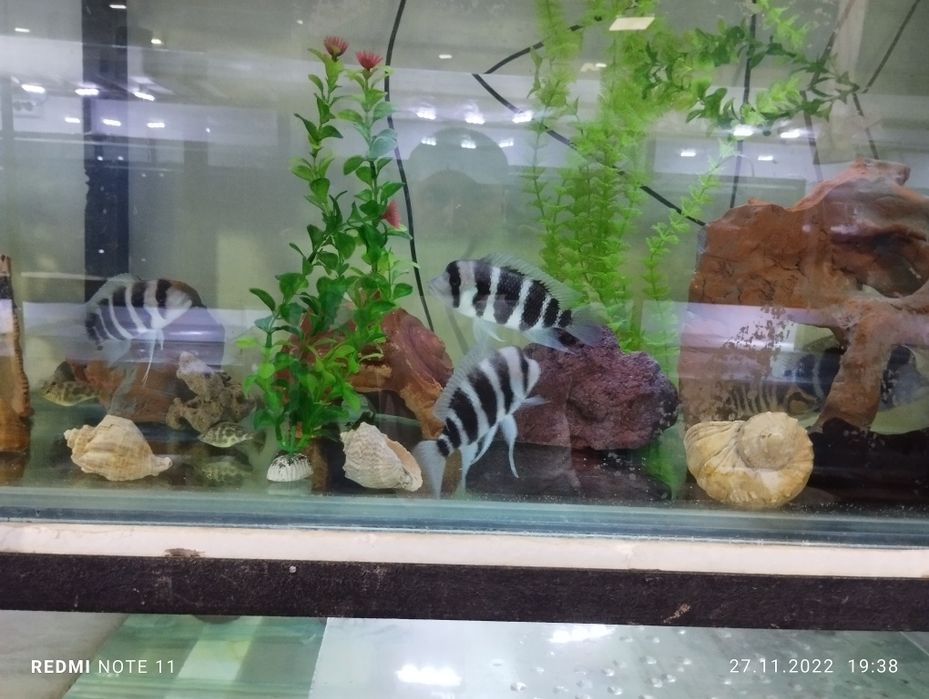 Akvariyum sotiladi kamplekt dekaratya hamma narsasi tayyor