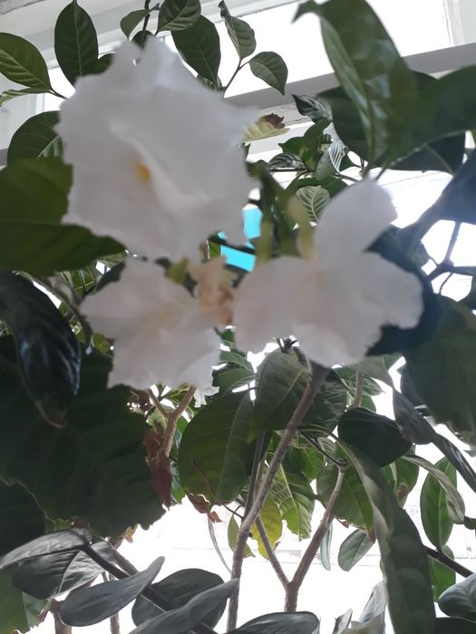 Цветок "Табернемонтана*