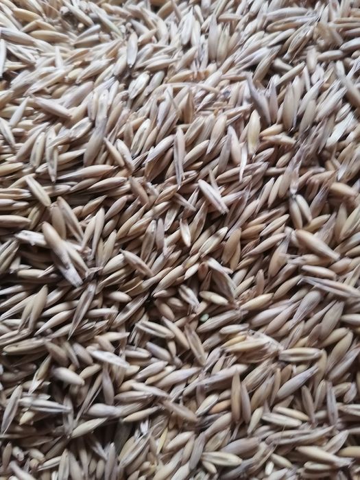 Vînd ovăz este uscat șii este bun