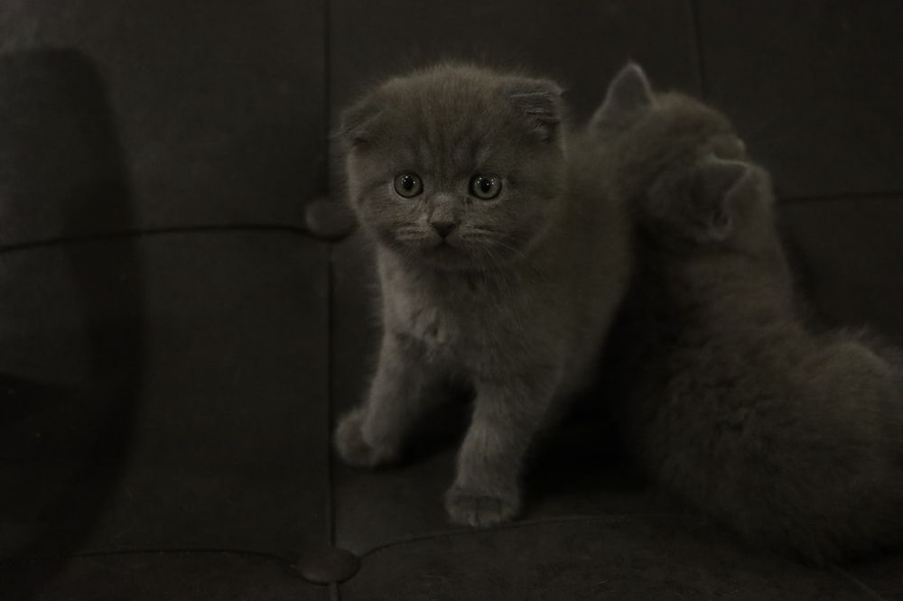 Срочно продается Пародистие котяты