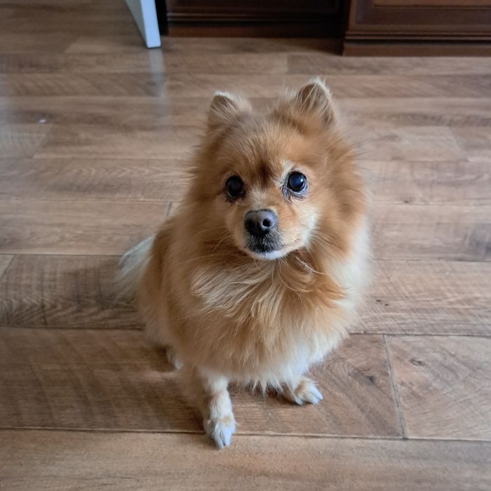 Отдам шпица девочку.