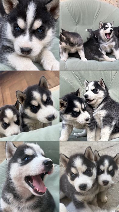 Щенки Хаски 2 мальчика и две девочки