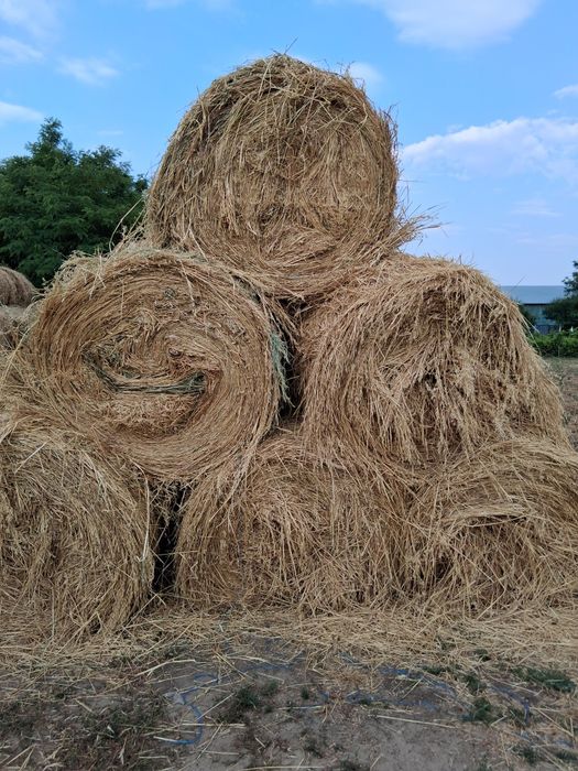 Baloti de ovaz de vanzare