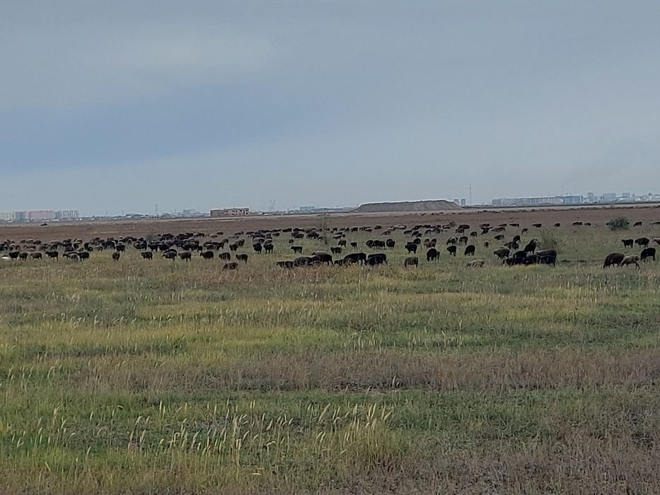 Астана илинка, семіз қойлар