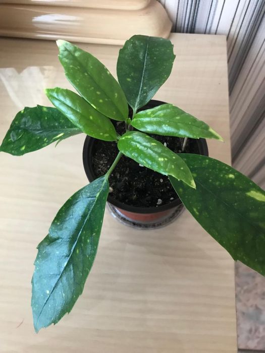 Продаю комнатное растение Аукуба японская или Золотое дерево