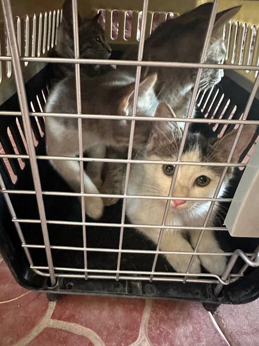 Отдам котят в хорошие руки
