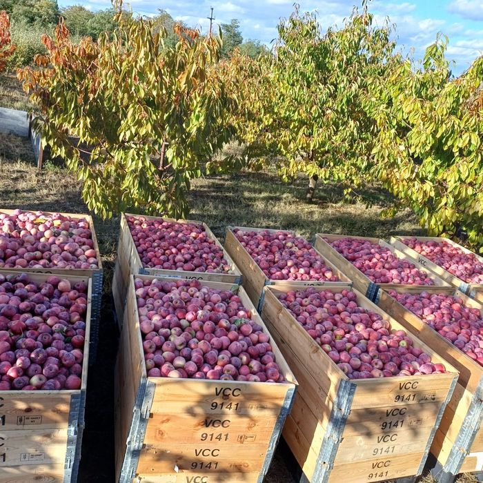 3,5 lei florina și 3lei golden angro