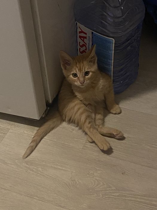 Отдам котенка в добрые руки