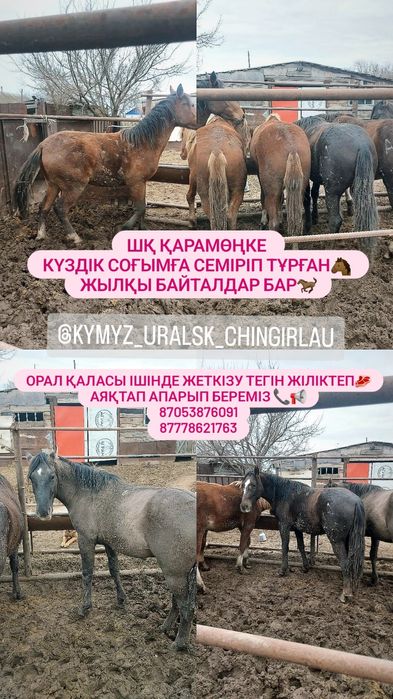 Жылқы байталдар семіз