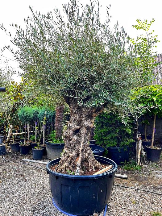 Olea europaea, maslin secular.