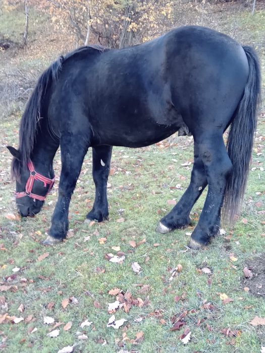 Vând armăsar de 1 an și 10 luni
