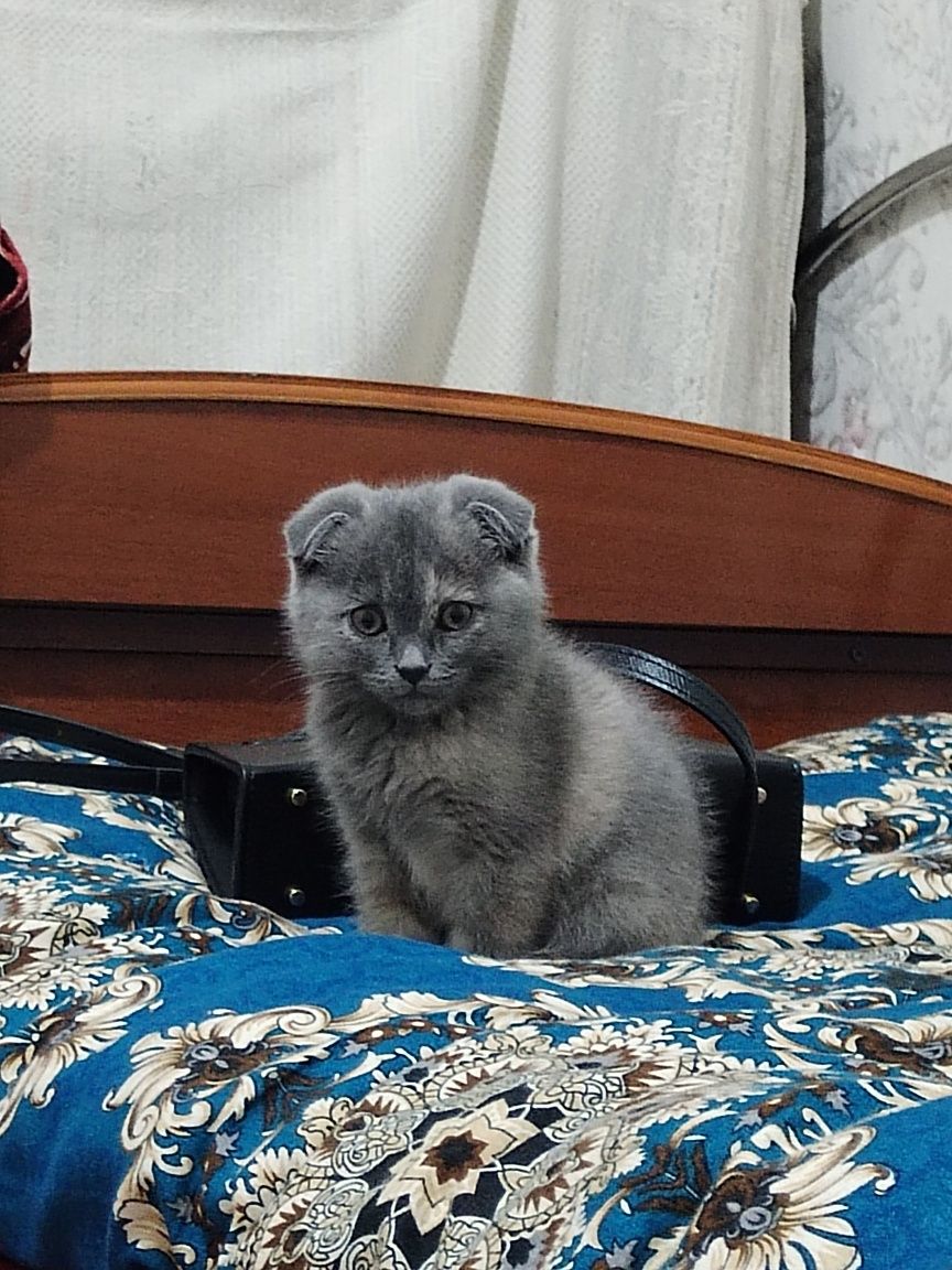 Mushuk zotdor scottish fold