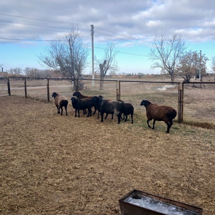 Продам породистых  ярок