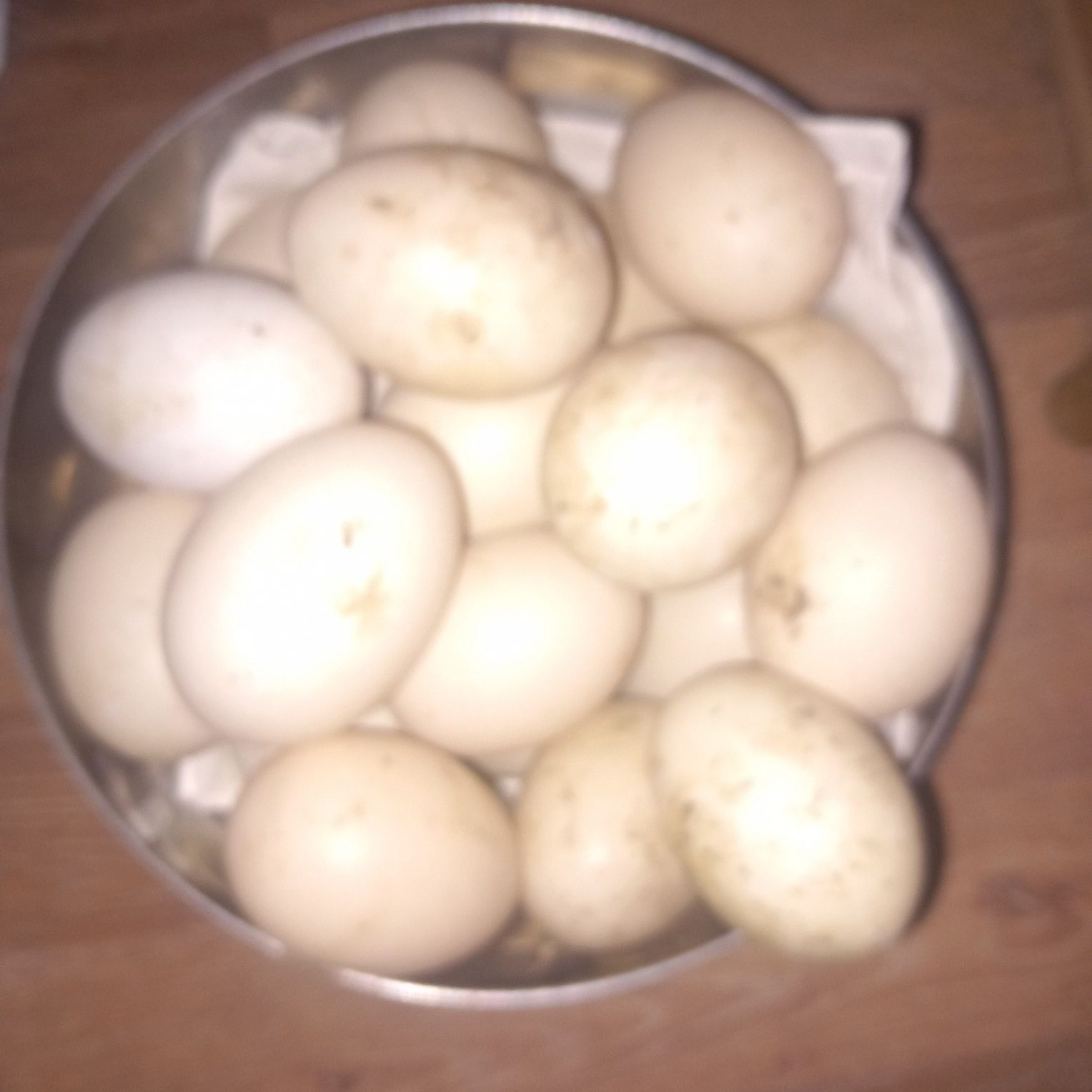 Gâşte şi gâscani leşeşti