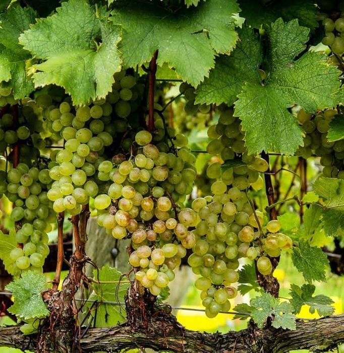 Producător butasi vita de vie hibrid