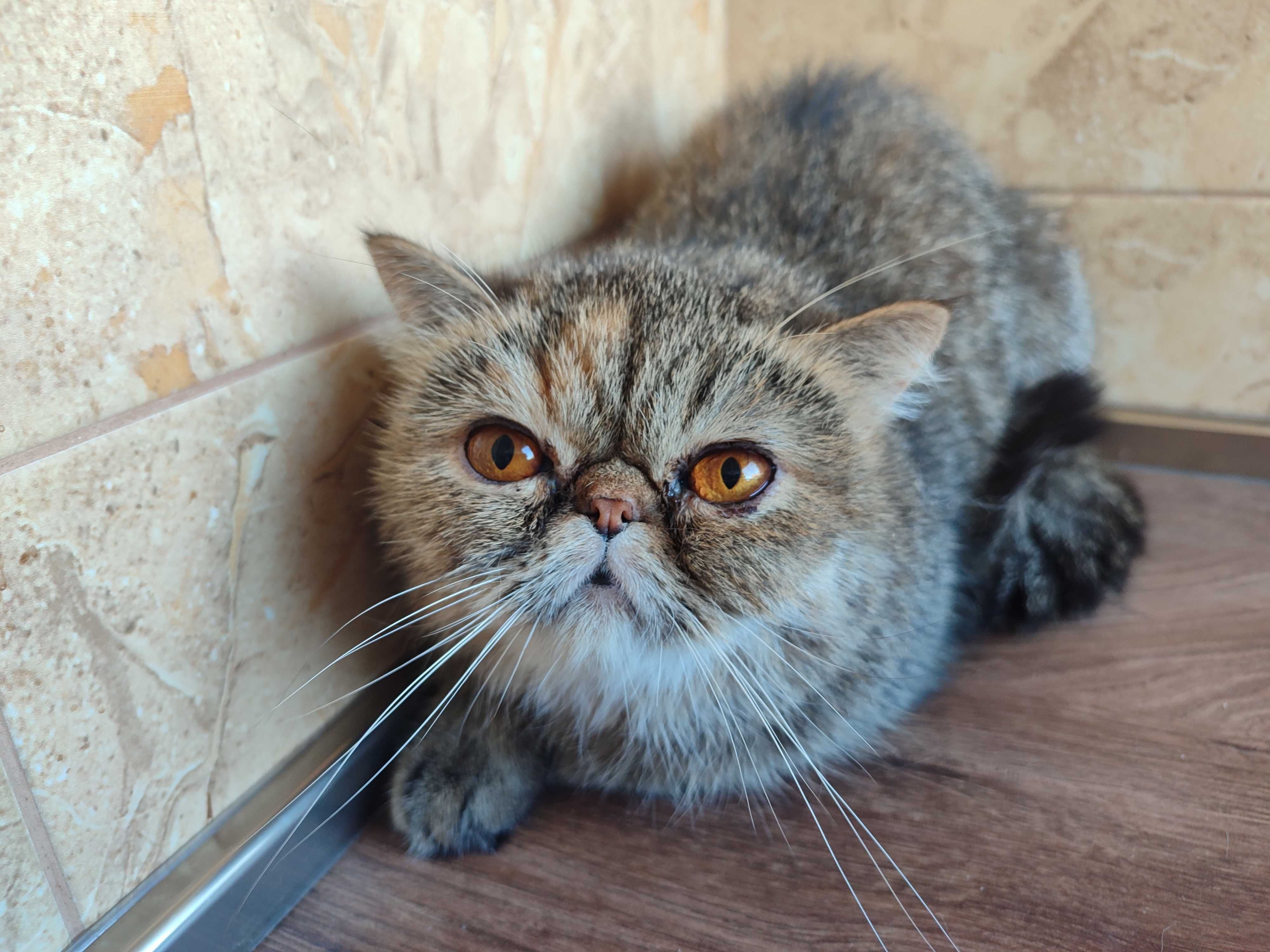 Женска екзотична котка на 2 години.