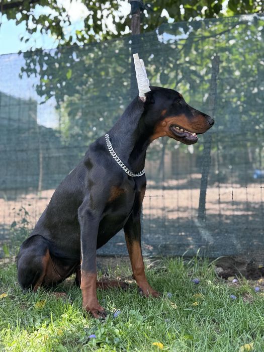 femelă  cu pedigree 10 luni