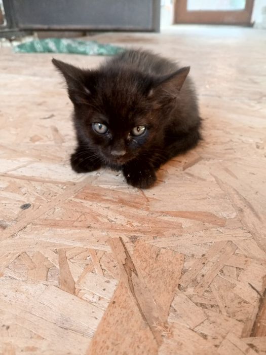 Отдаем котят умные