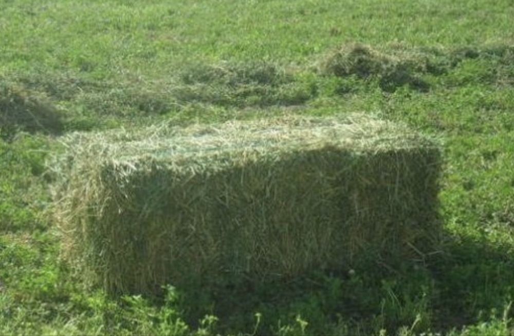 Жоңышқа (люцерн) сатылады. Бір тюк 1000тг.