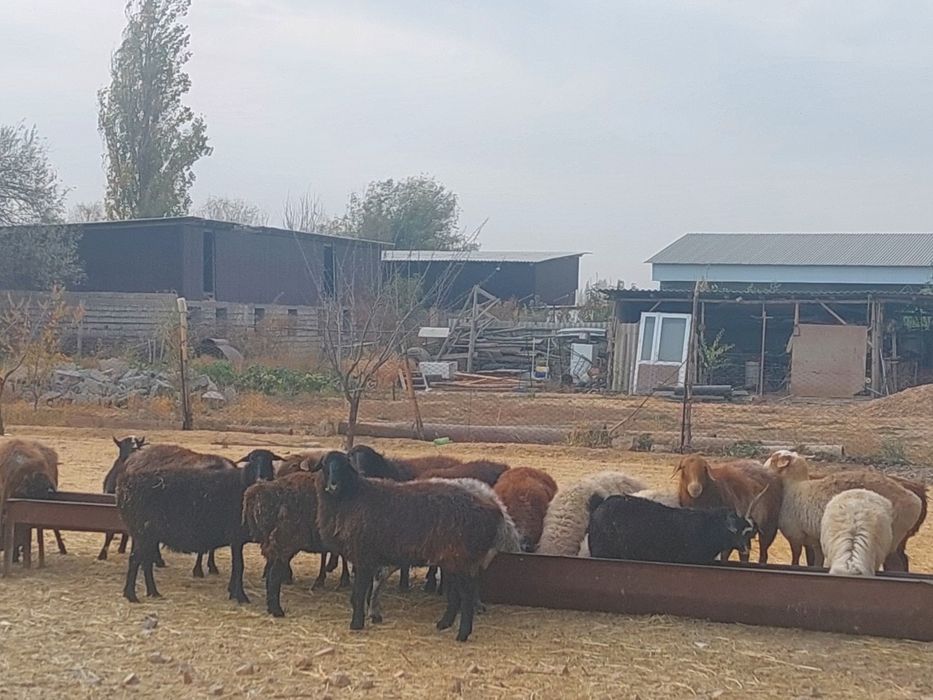 Саулық, ешкі сатылады