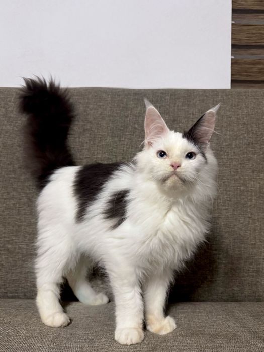 Pisica maine coon felisa autorizata