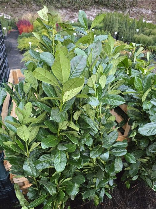 Laur Englezesc NOVITA -  80-100cm Ramificat