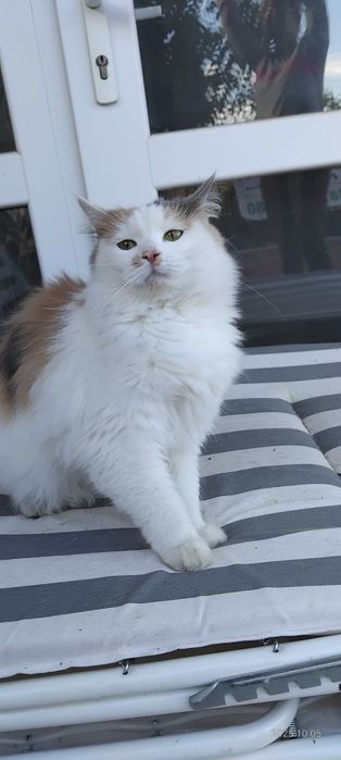Коте    търси дом