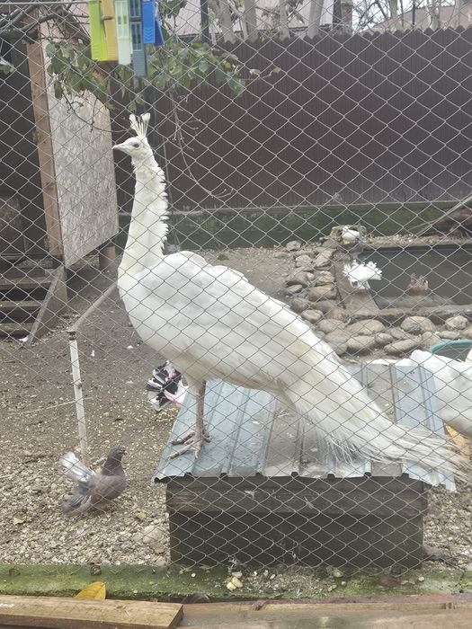 Vand paun alb opal 3