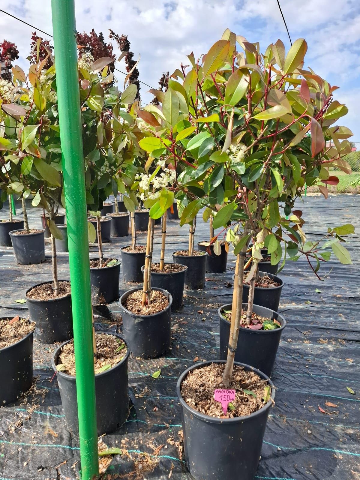 Vând tuia leylandii chiparos la oferta