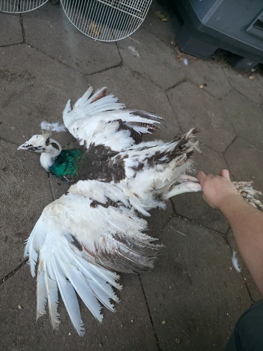 Pui de păun și Oua australorp albastru