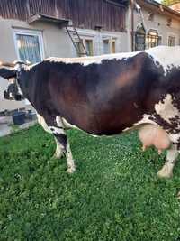 Vacă Balțată Românească